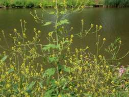 Image of black mustard