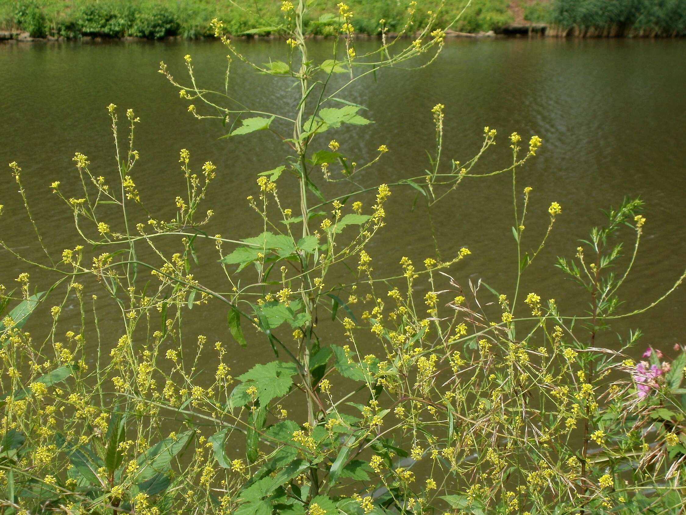 Image of black mustard