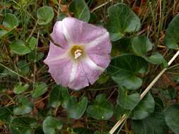 Plancia ëd Calystegia soldanella (L.) R. Br.