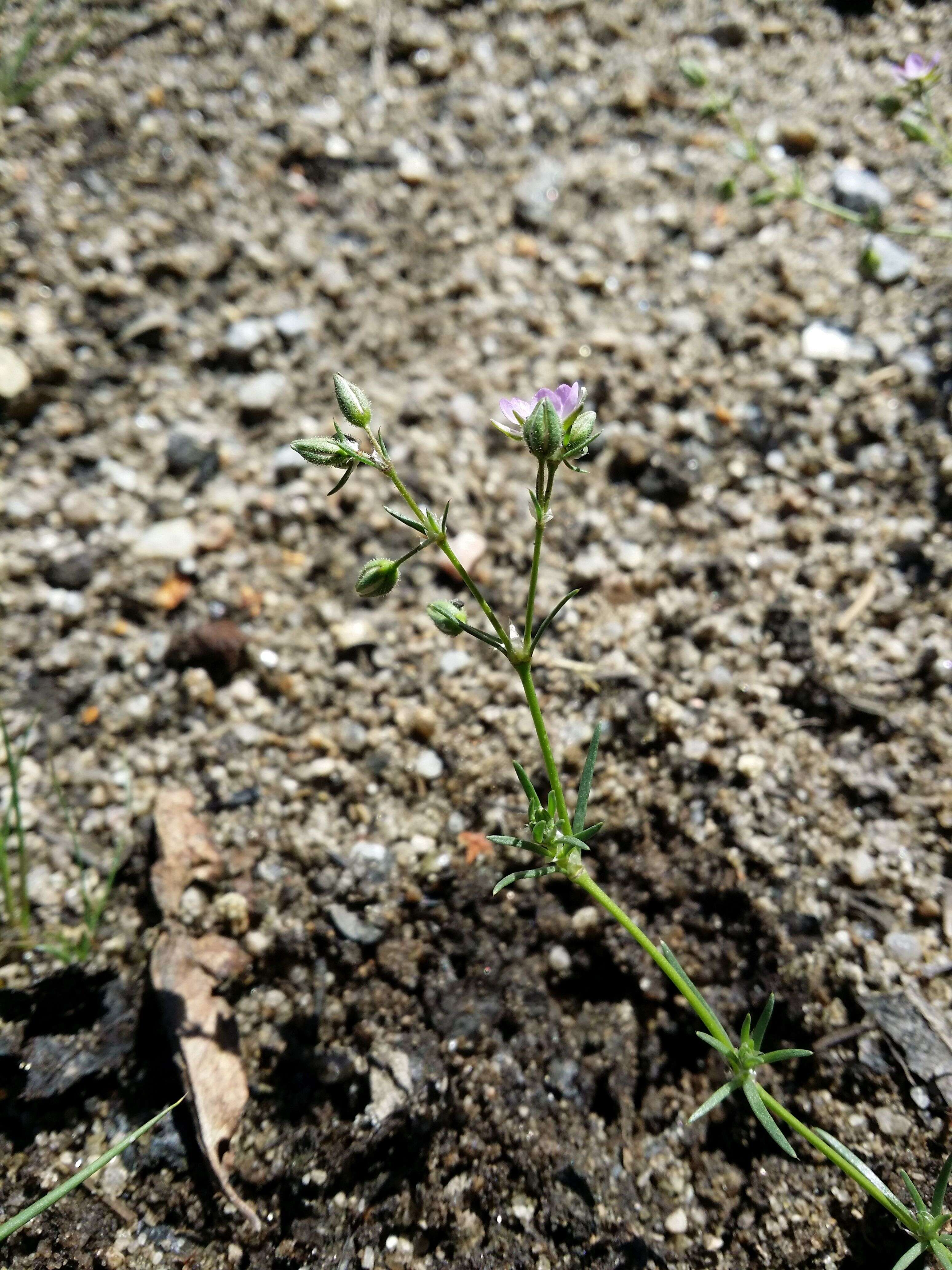 Plancia ëd Spergularia rubra (L.) J. Presl & C. Presl