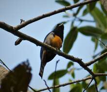 Imagem de Trogon caligatus Gould 1838