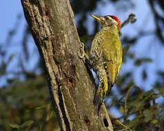 Image of Streak-throated Woodpecker