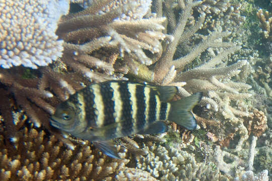 Imagem de Abudefduf septemfasciatus (Cuvier 1830)