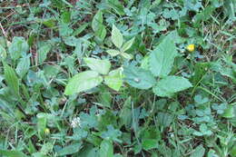 Image of black raspberry