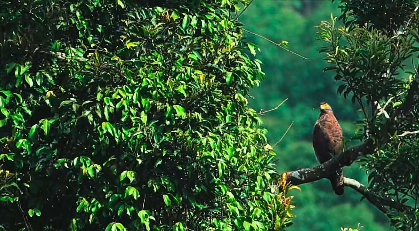 Image of Crested Serpent Eagle