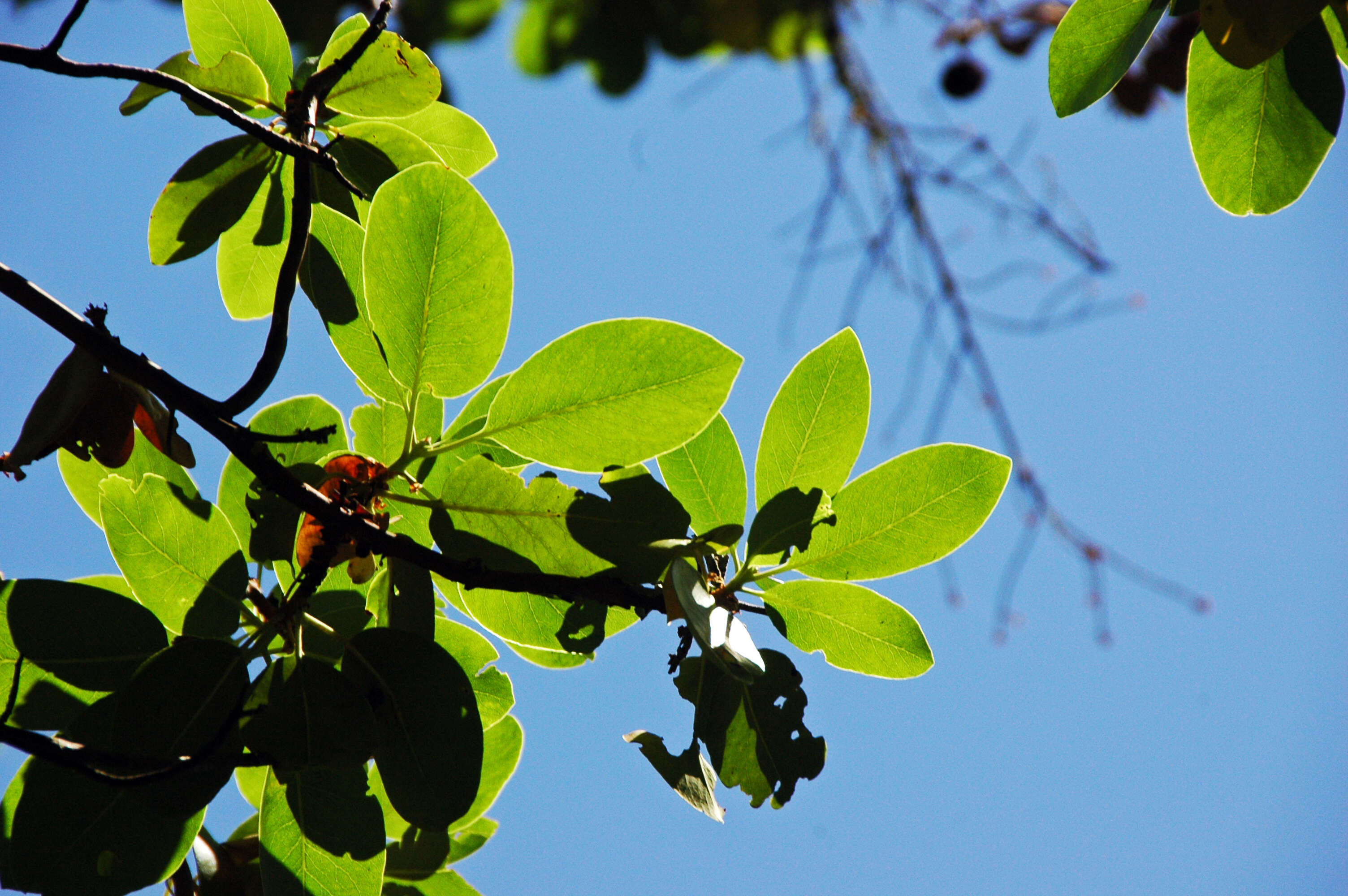 Image of Pacific madrone