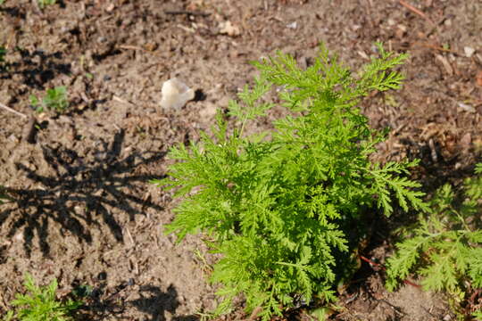 Image of sweet sagewort