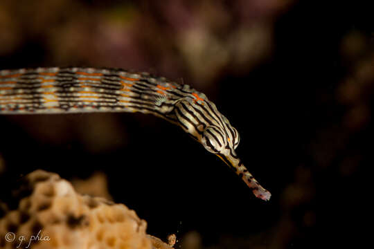 Image of Scribbled pipefish