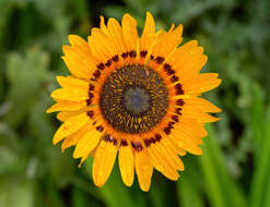 Image of Double Namaqua marigold