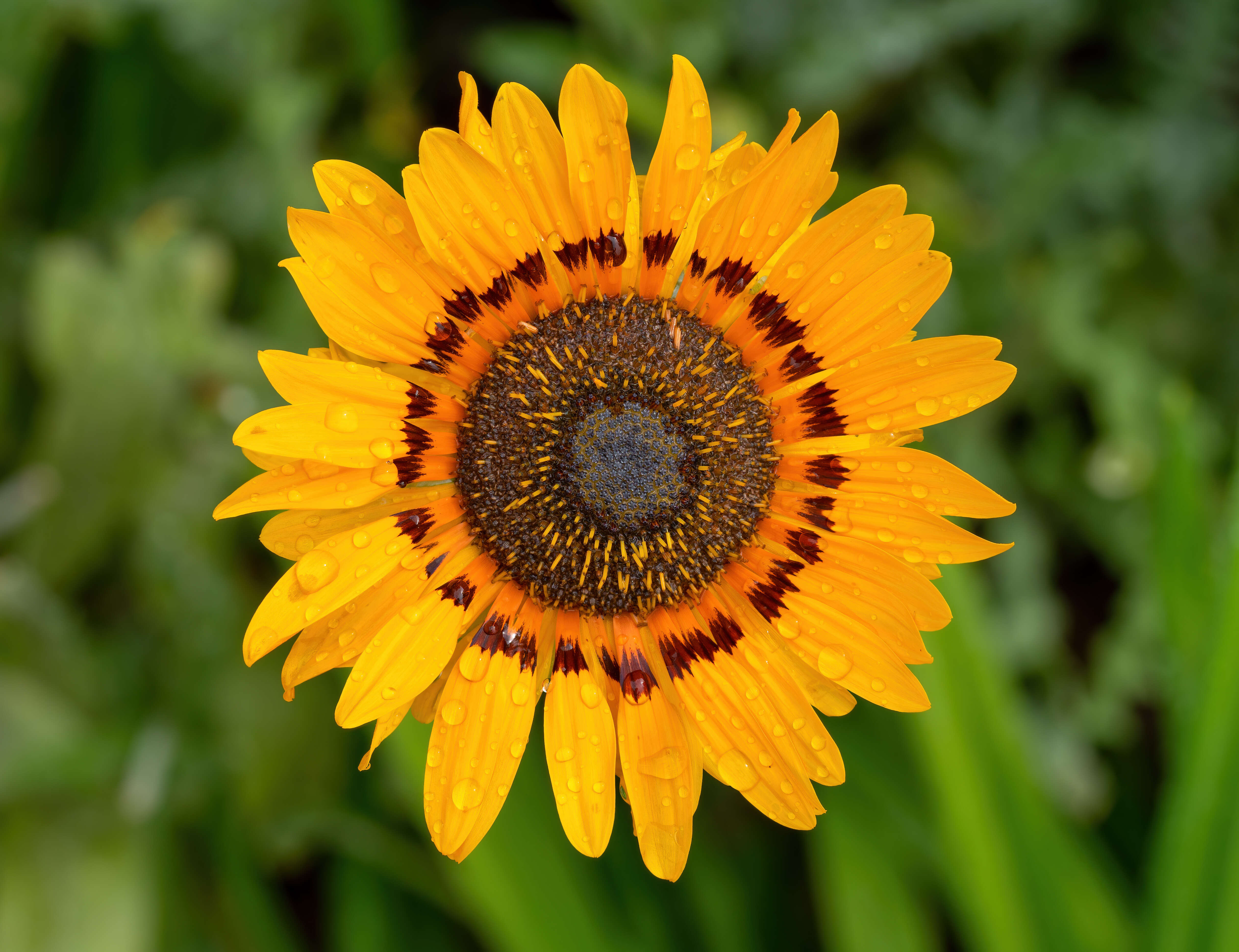 Image of Double Namaqua marigold