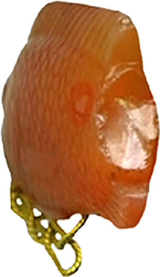 Image of Nile tilapia