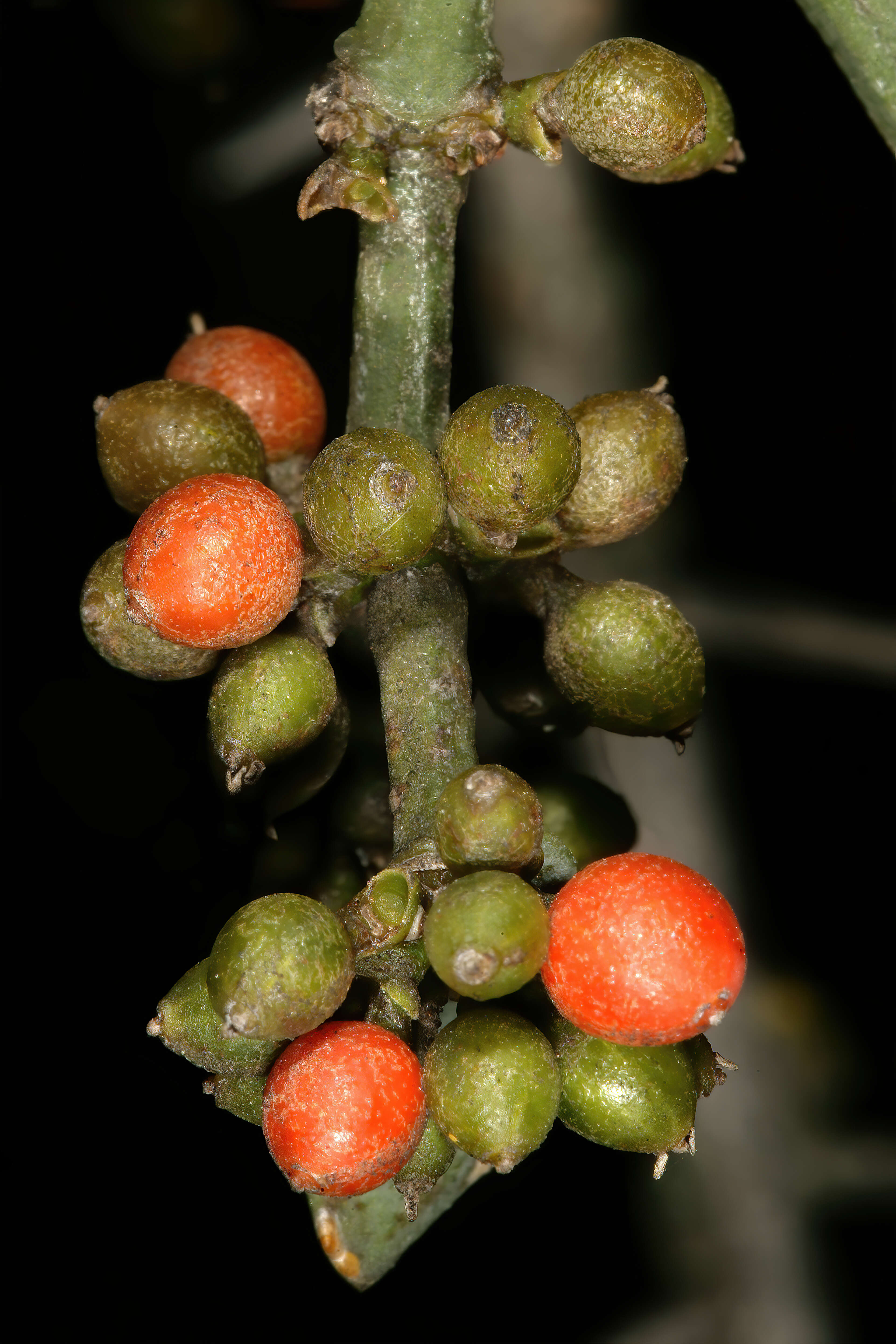 Image de Viscum rotundifolium L. fil.