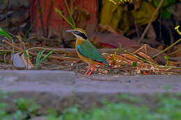 Plancia ëd Pitta brachyura (Linnaeus 1766)