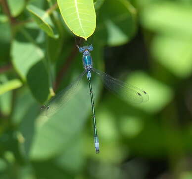 Image of Emerald Spreadwing