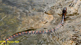 Image of Red-banded Snake