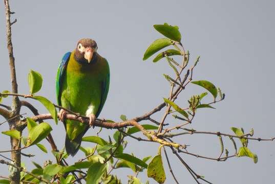 Image of Brown-hooded Parrot