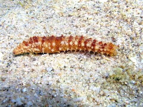 Image of Bottleneck Sea Cucumber