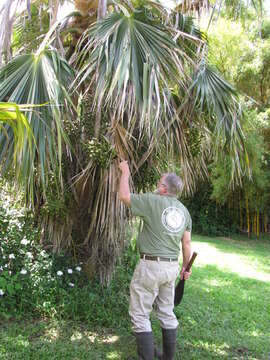 Pritchardia kaalae Rock的圖片