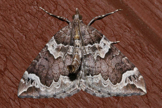 Image of Northwestern Phoenix Moth