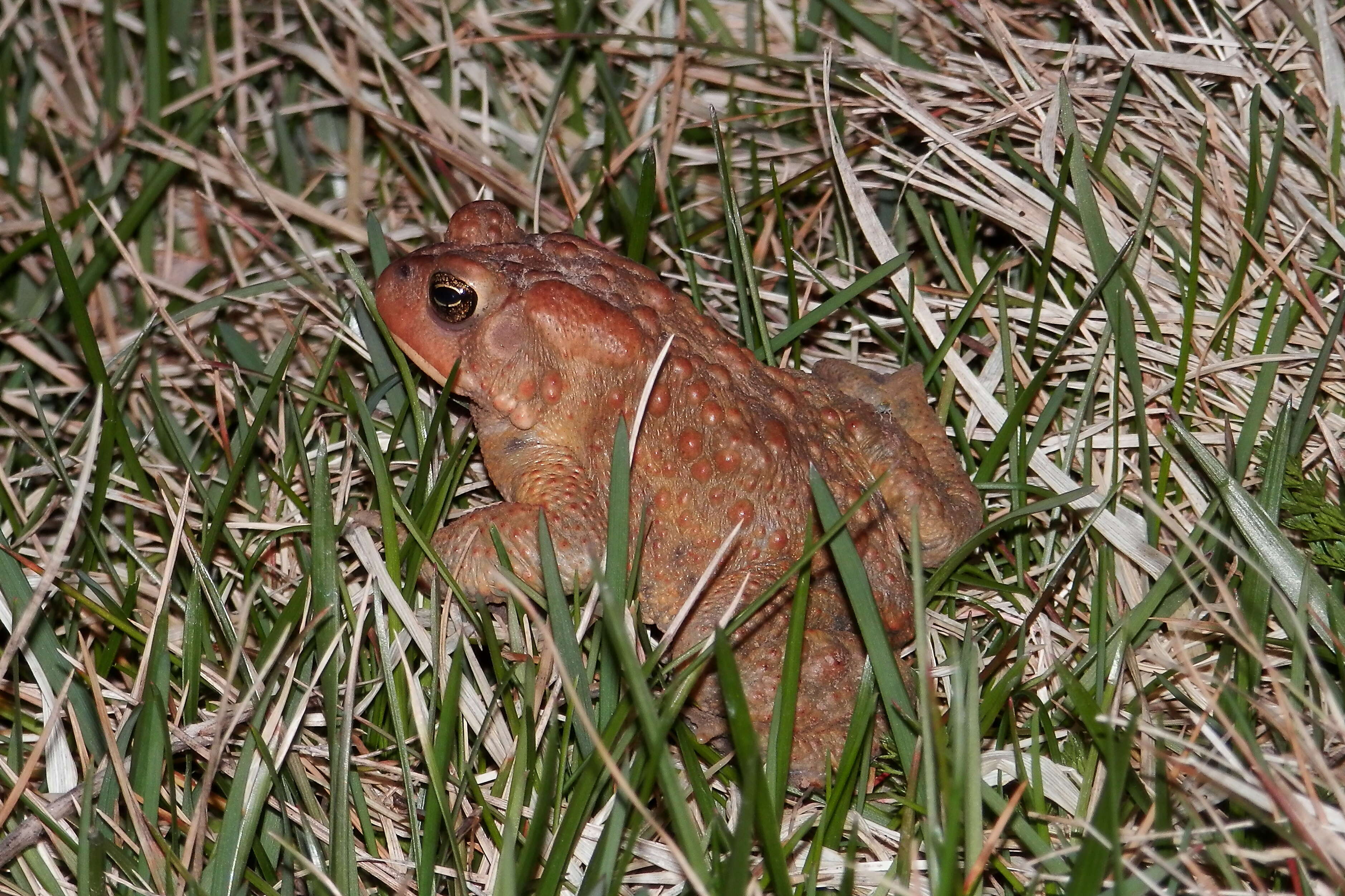 Image of American Toad