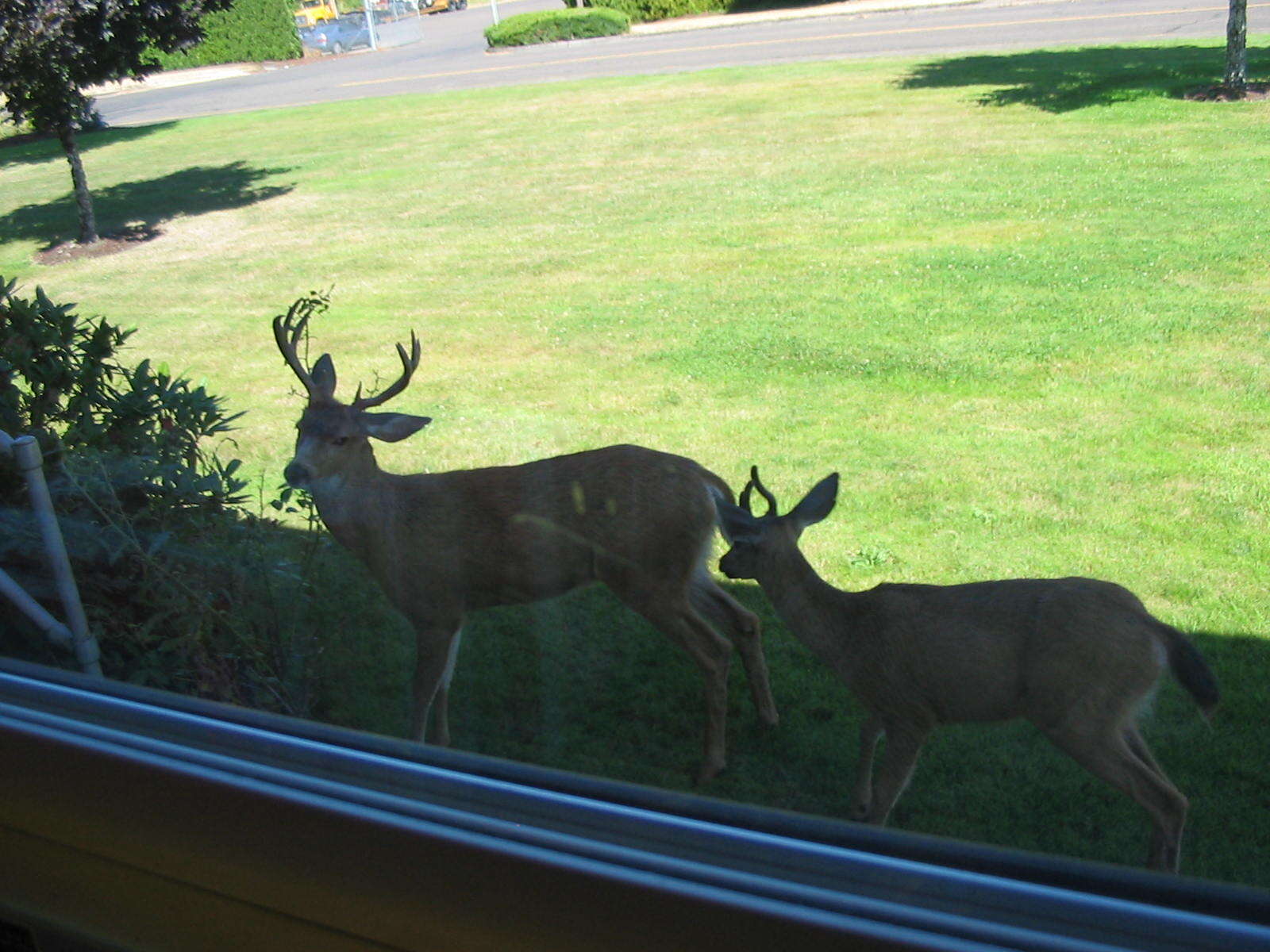 Image of Columbian black-tailed deer