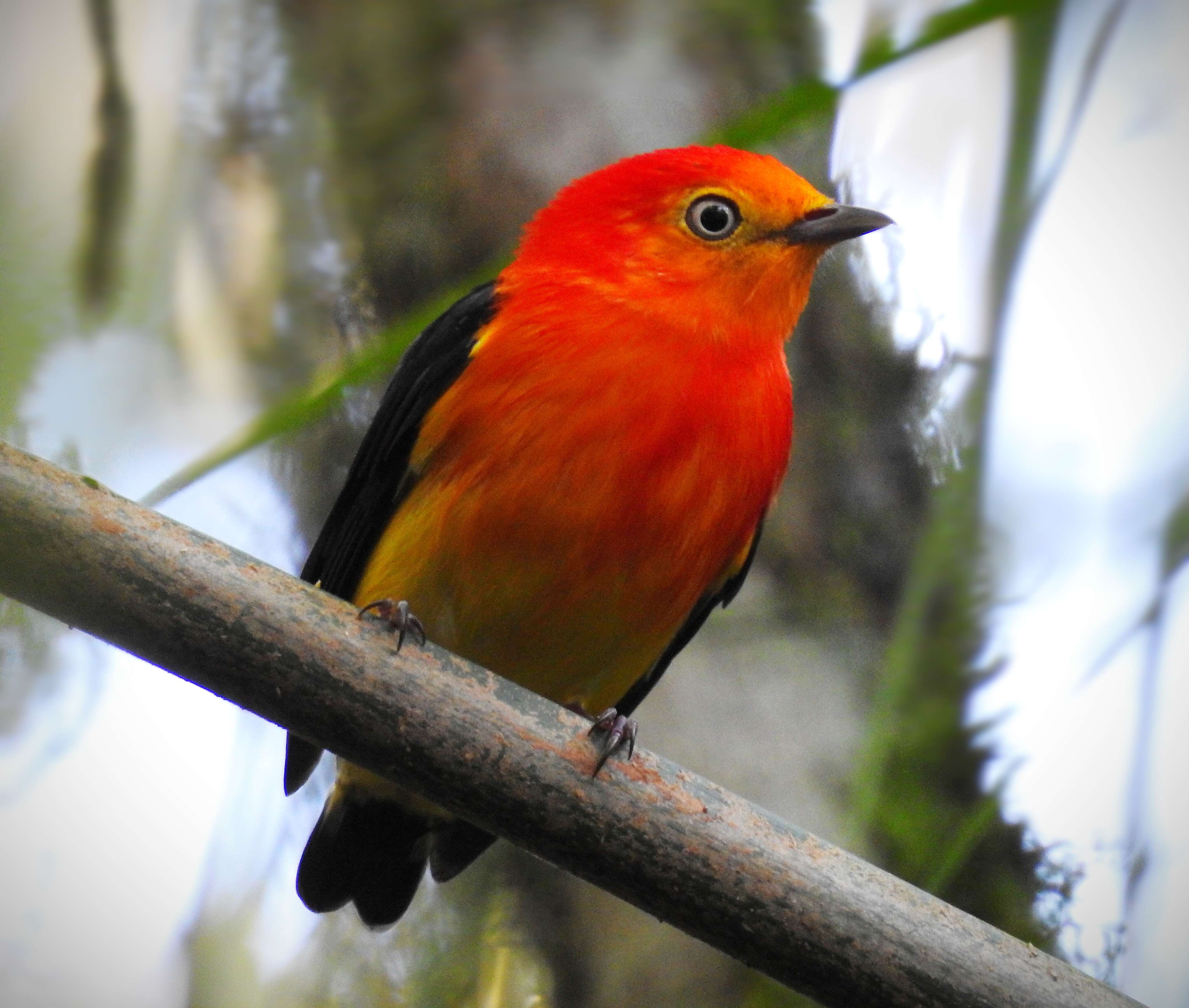 Image of Band-tailed Manakin