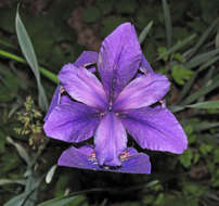 Image of Virginia iris