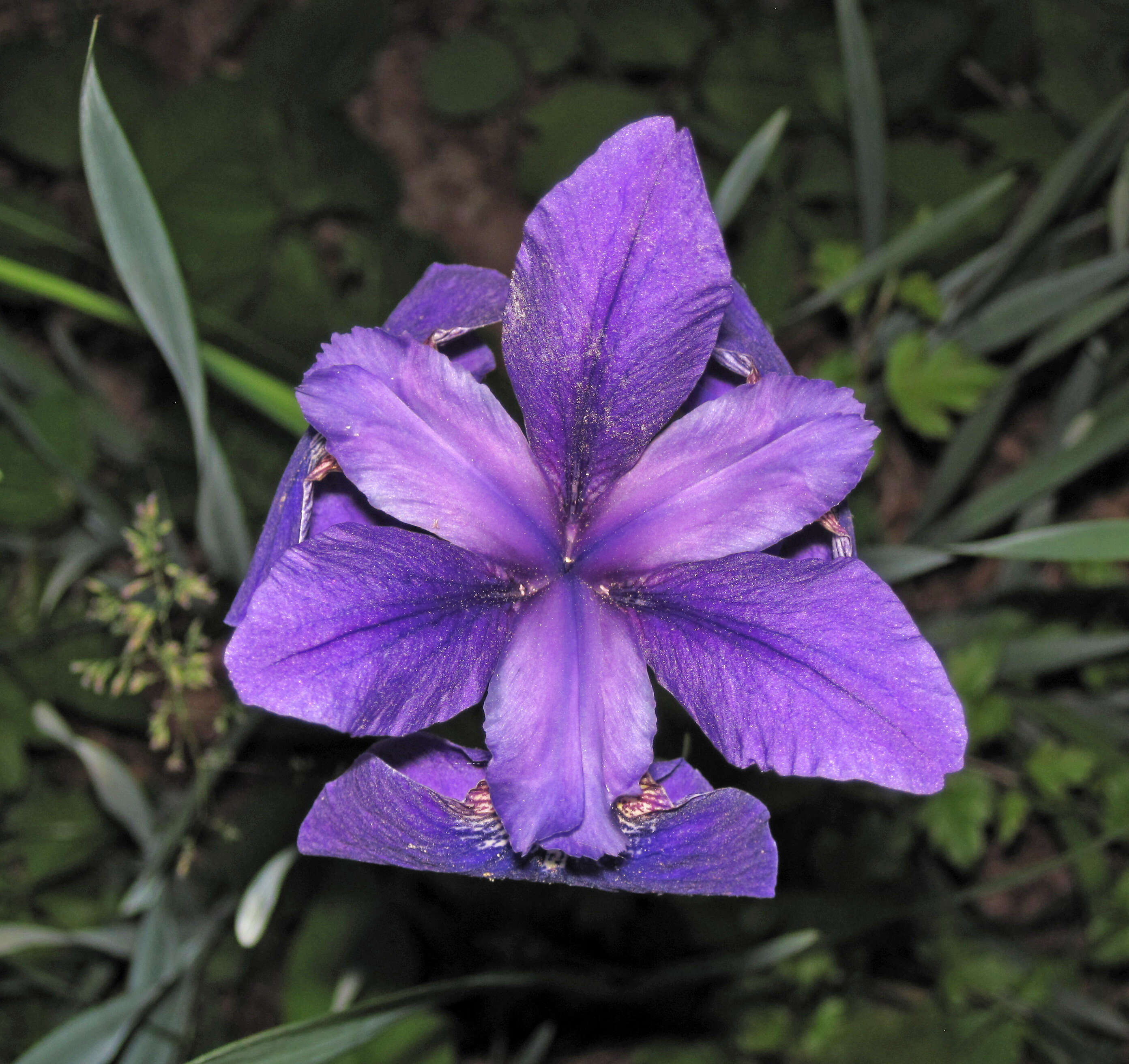 Image of Virginia iris