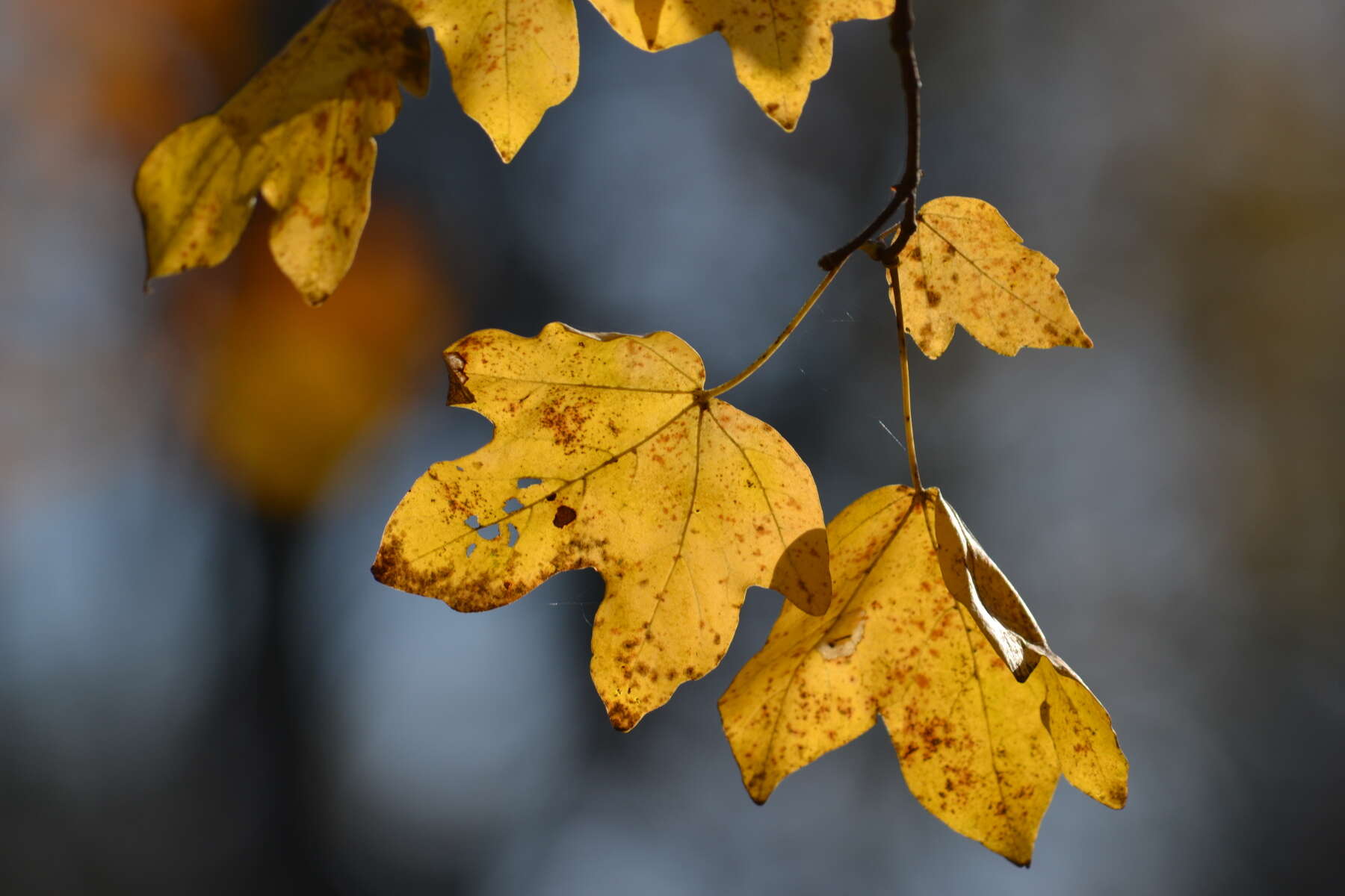 Image of Field Maple