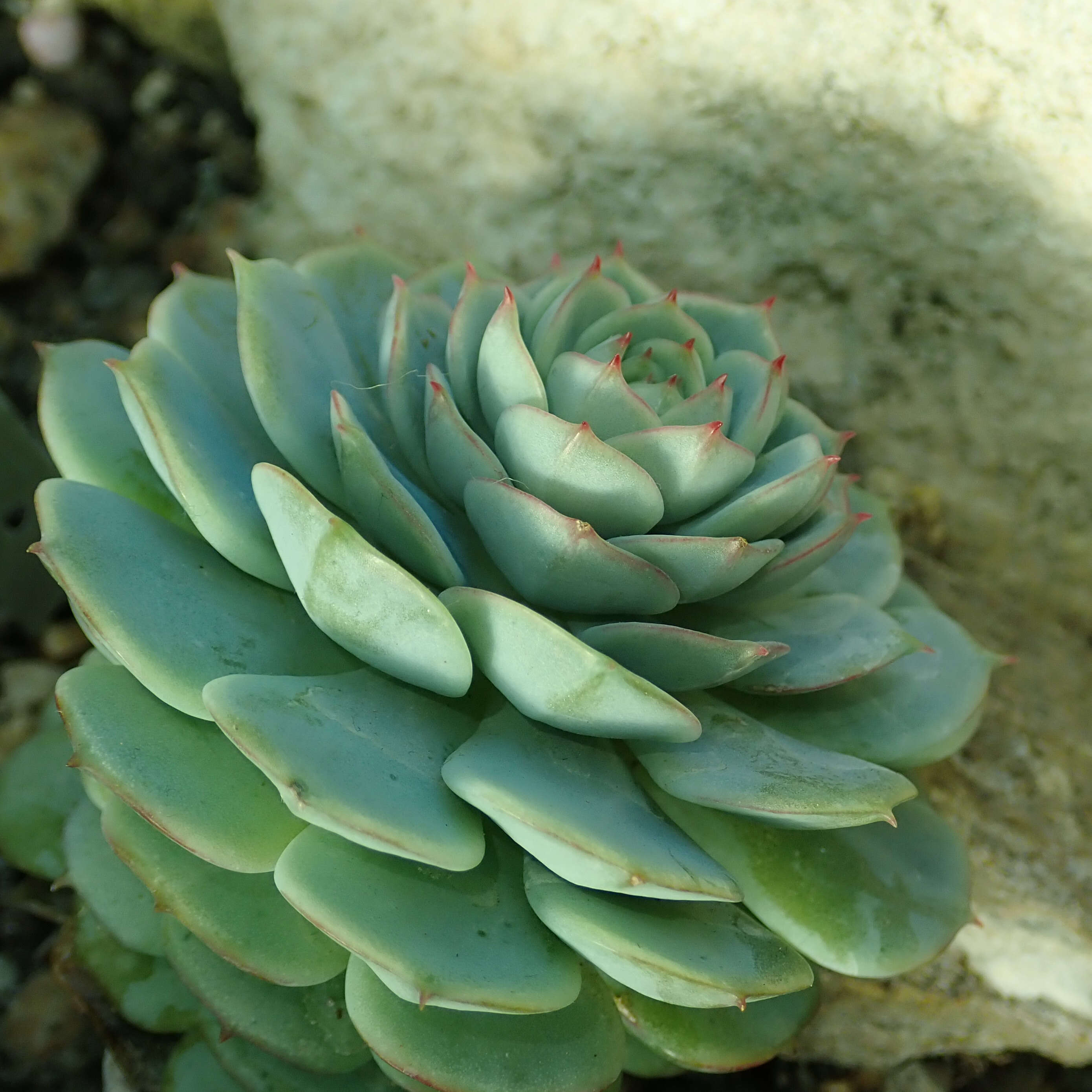 Image of Echeveria derenbergii J. A. Purpus