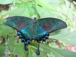 Image de Papilio maackii Ménétriés 1859