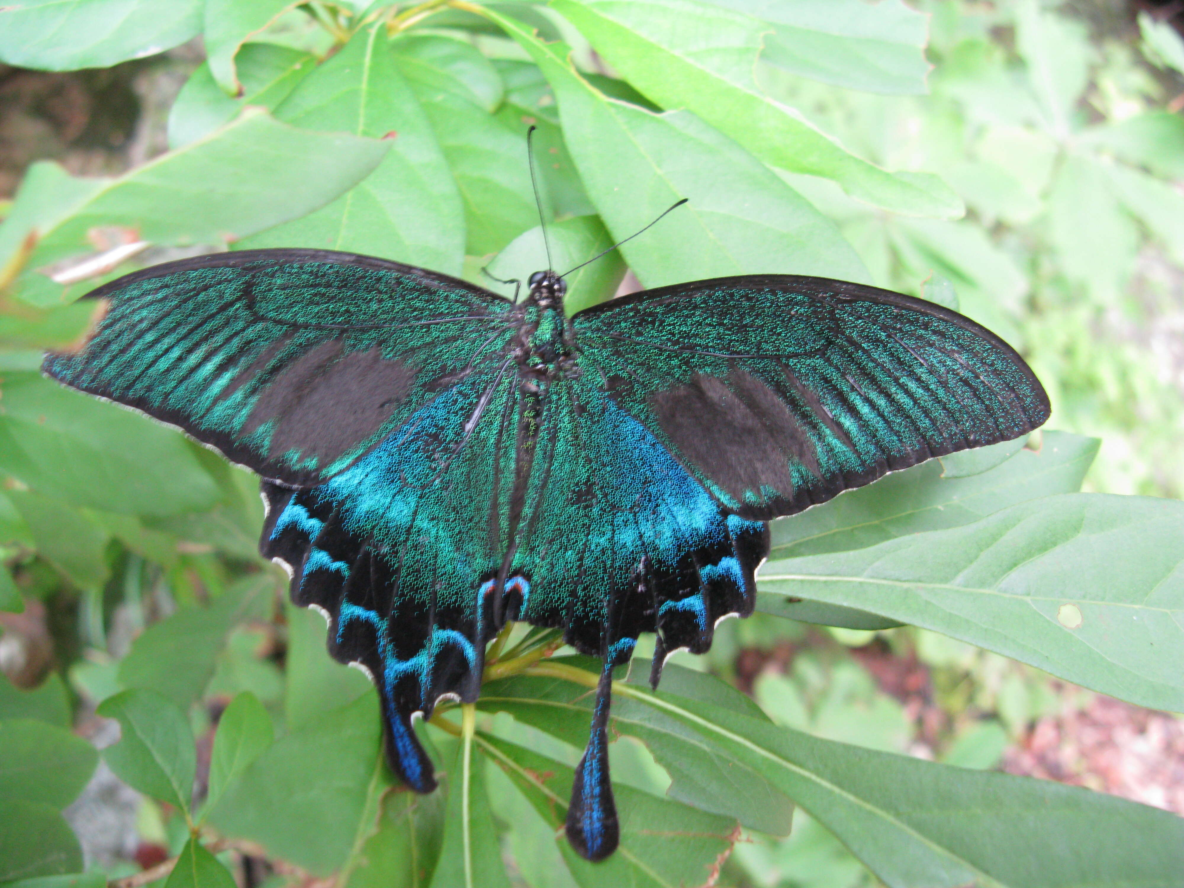 Image de Papilio maackii Ménétriés 1859