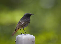 Image of Black Redstart