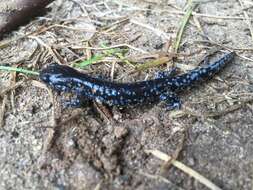 Image of Blue-spotted Salamander