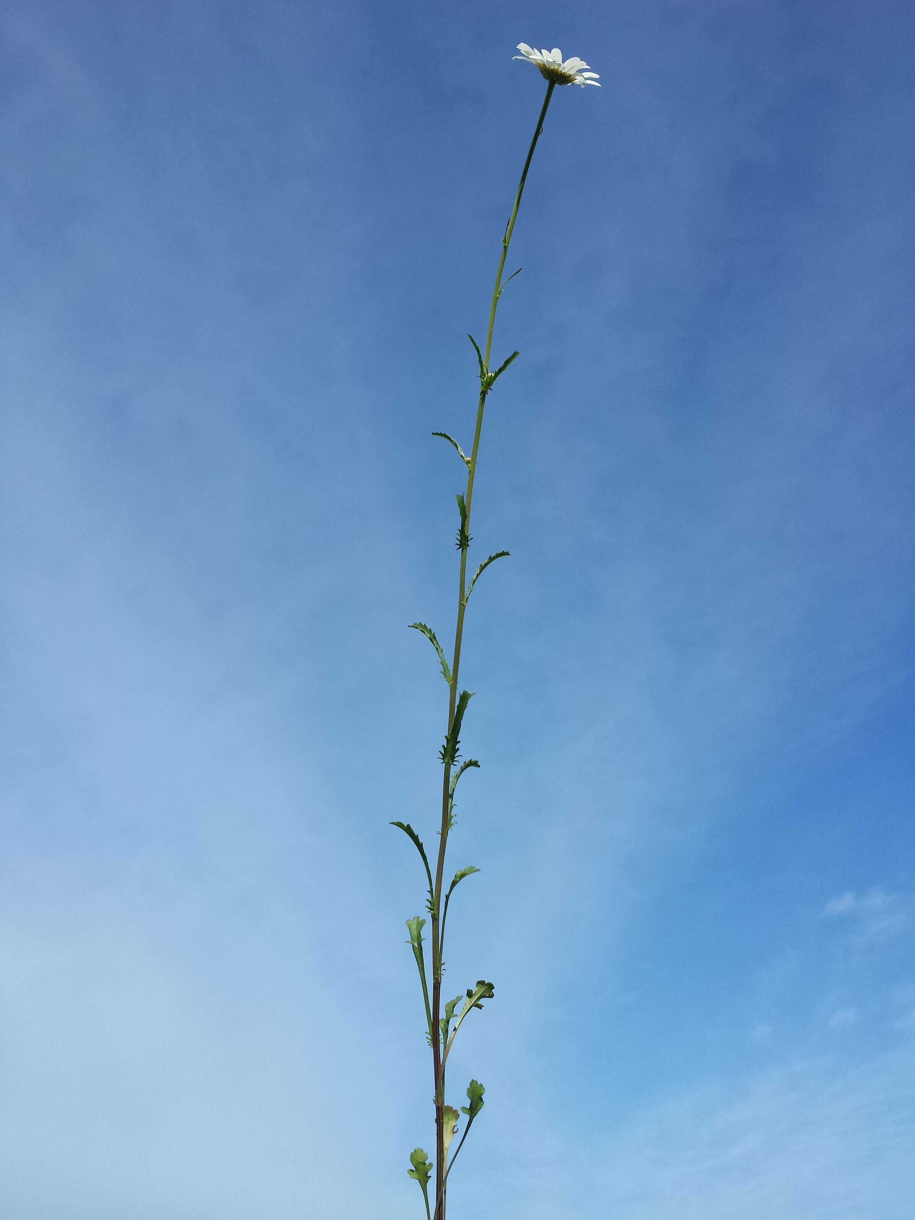 Image of Oxeye Daisy