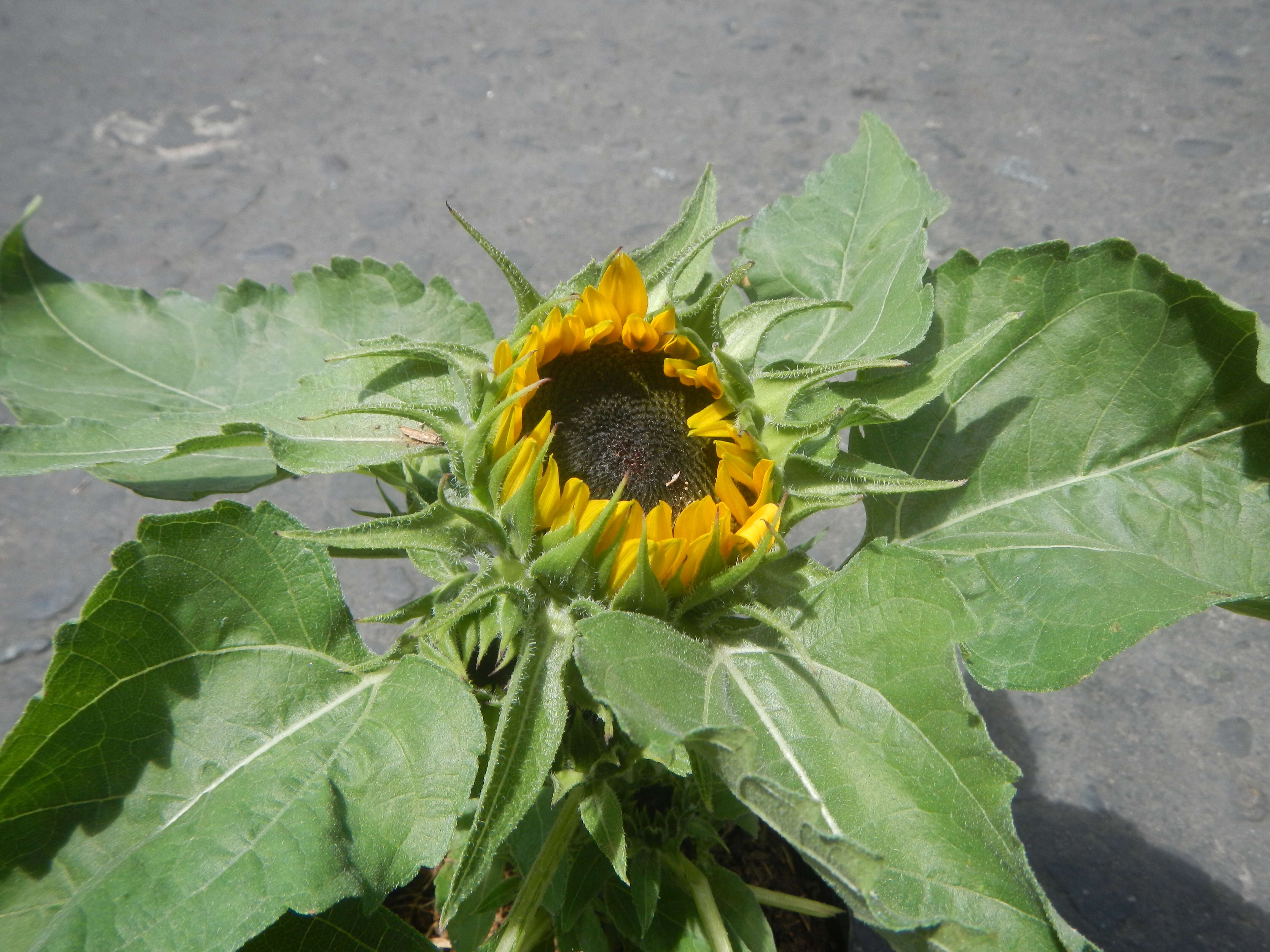 Image of common sunflower