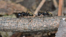 Image of (Eastern) black carpenter ant