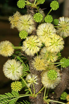 Image of Vachellia robusta (Burch.) Kyal. & Boatwr.