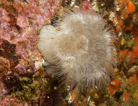 Image of brown sea anemone