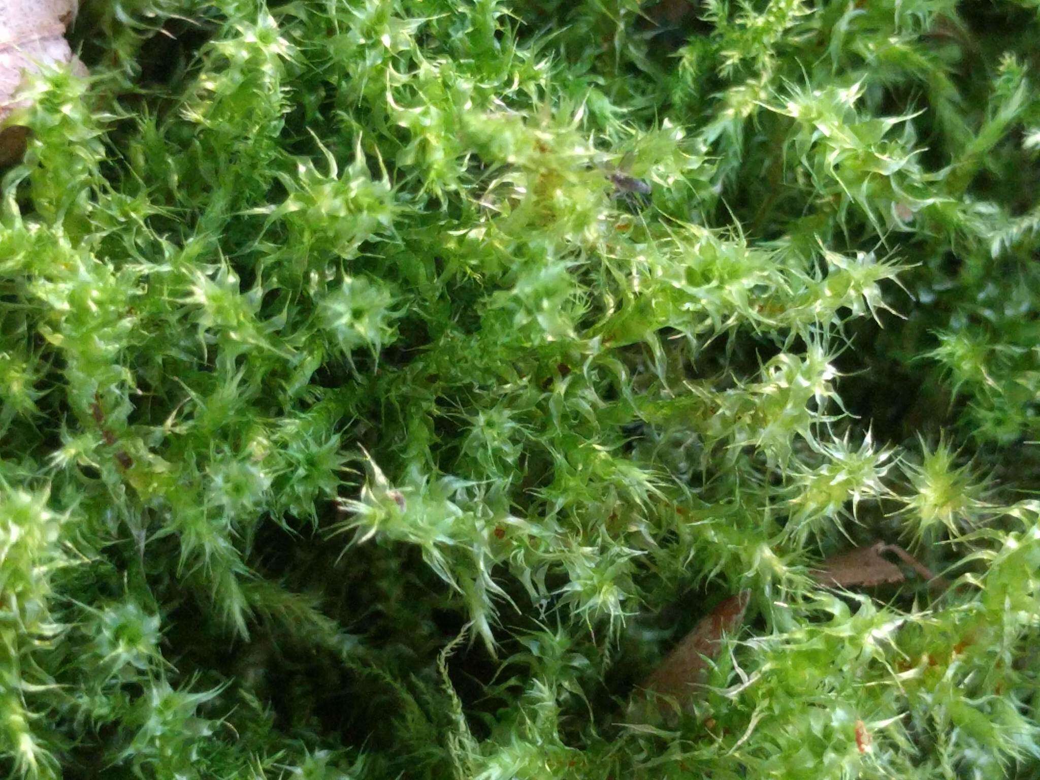 Image of square goose neck moss