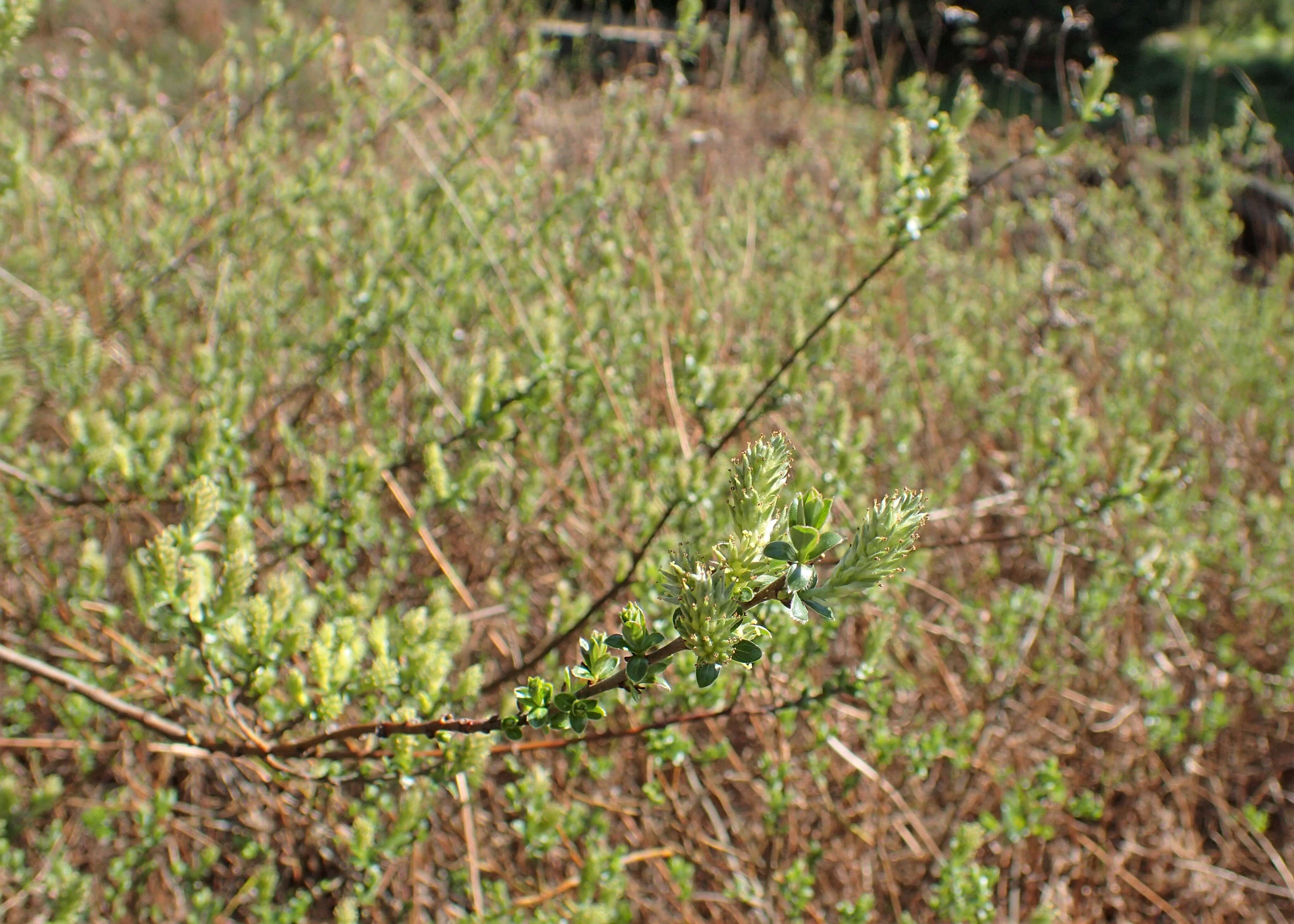 Image of creeping willow