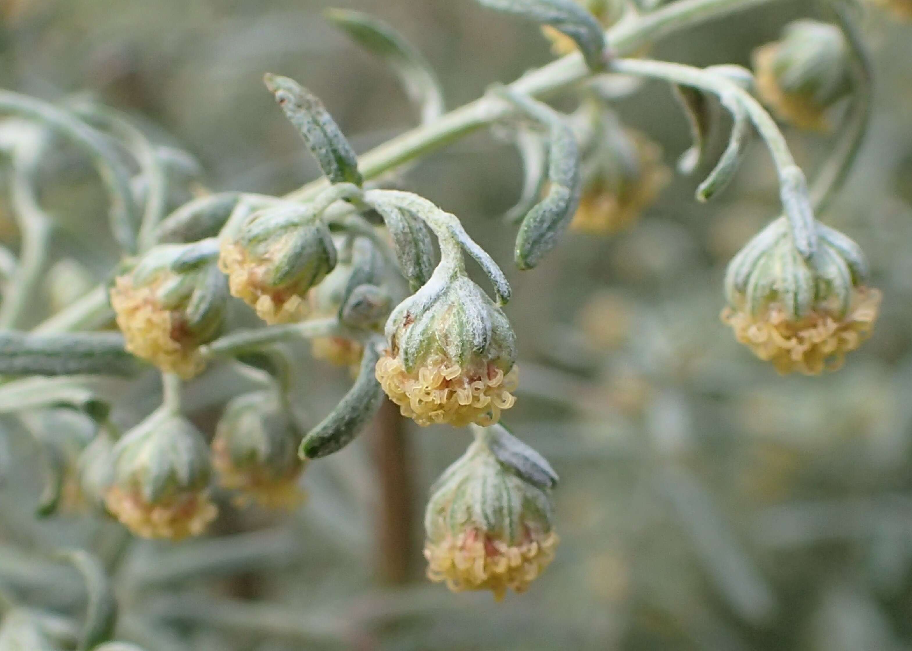 Image of Roman wormwood