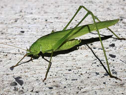 Image of sickle-bearing bush-cricket