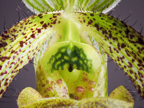 Image de Paphiopedilum wardii Summerh.