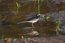 Image of White-browed Wagtail