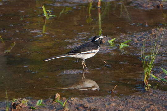 Image of White-browed Wagtail