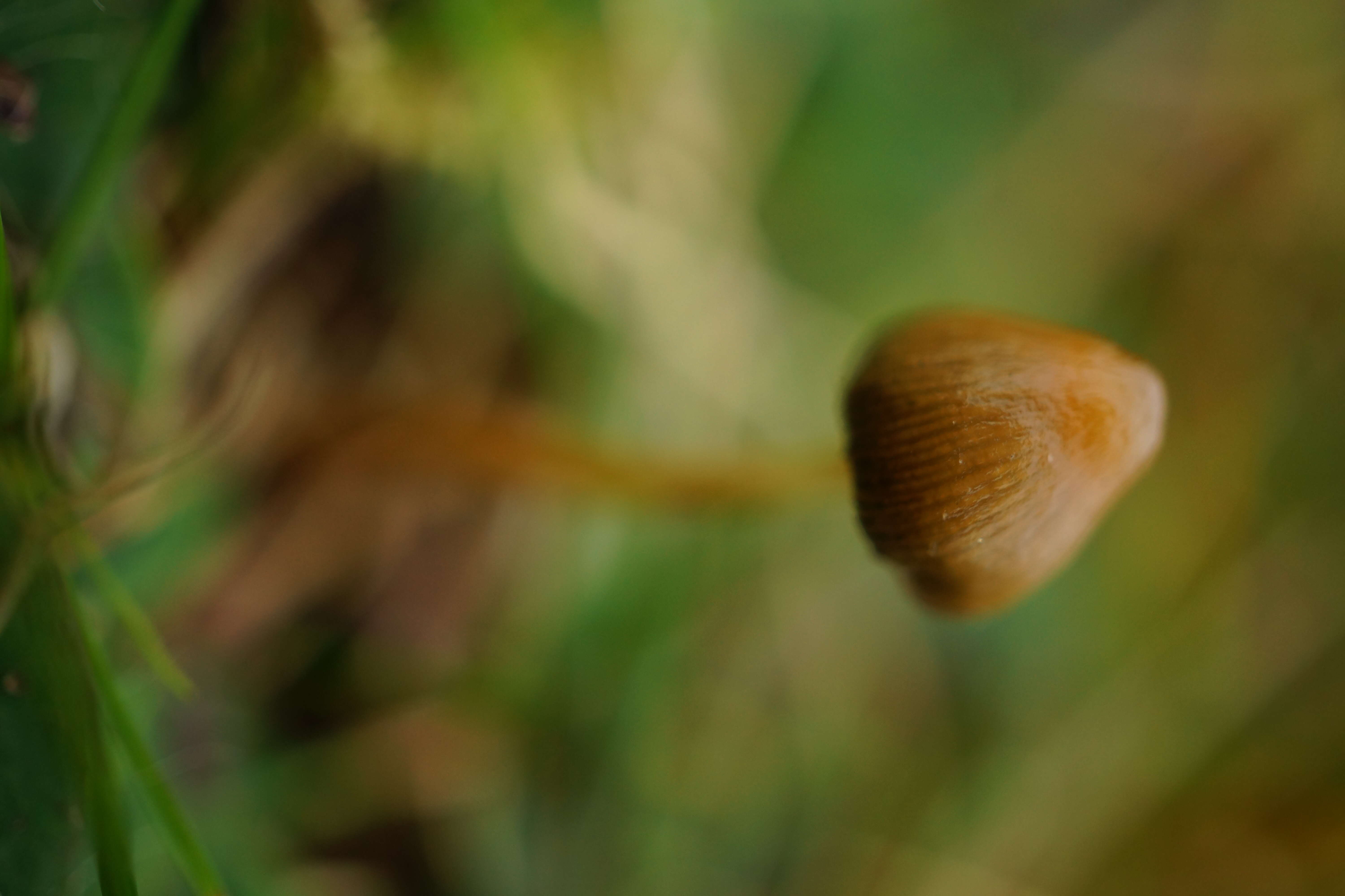 Plancia ëd Psilocybe semilanceata (Fr.) P. Kumm. 1871