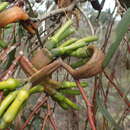 Imagem de Eucalyptus burdettiana Blakely & Steedm.