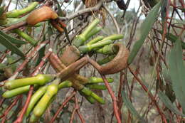 Imagem de Eucalyptus burdettiana Blakely & Steedm.