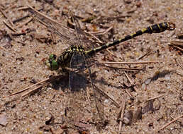 Image of Green-eyed Hooktail